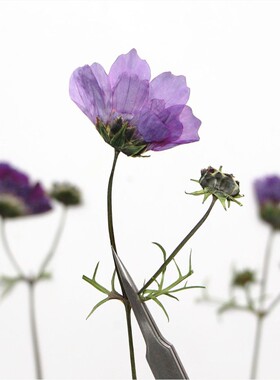 格桑花真花DIY材料台灯书签贺卡