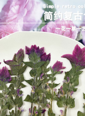 干花压花扇子手机壳彩苞鼠尾草
