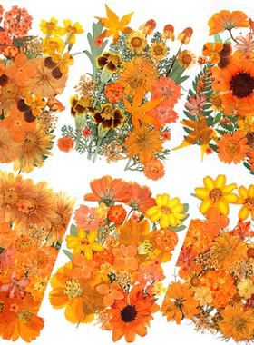 橙色森系DIY干花标本儿童压花