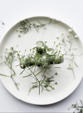 吉普赛满天星枝干花植物标本树叶