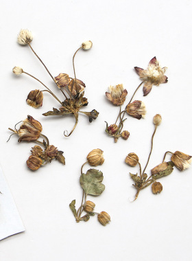 diy材料钱莲枝书签押花