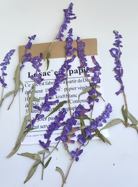 薰衣草然真花花朵压花手工