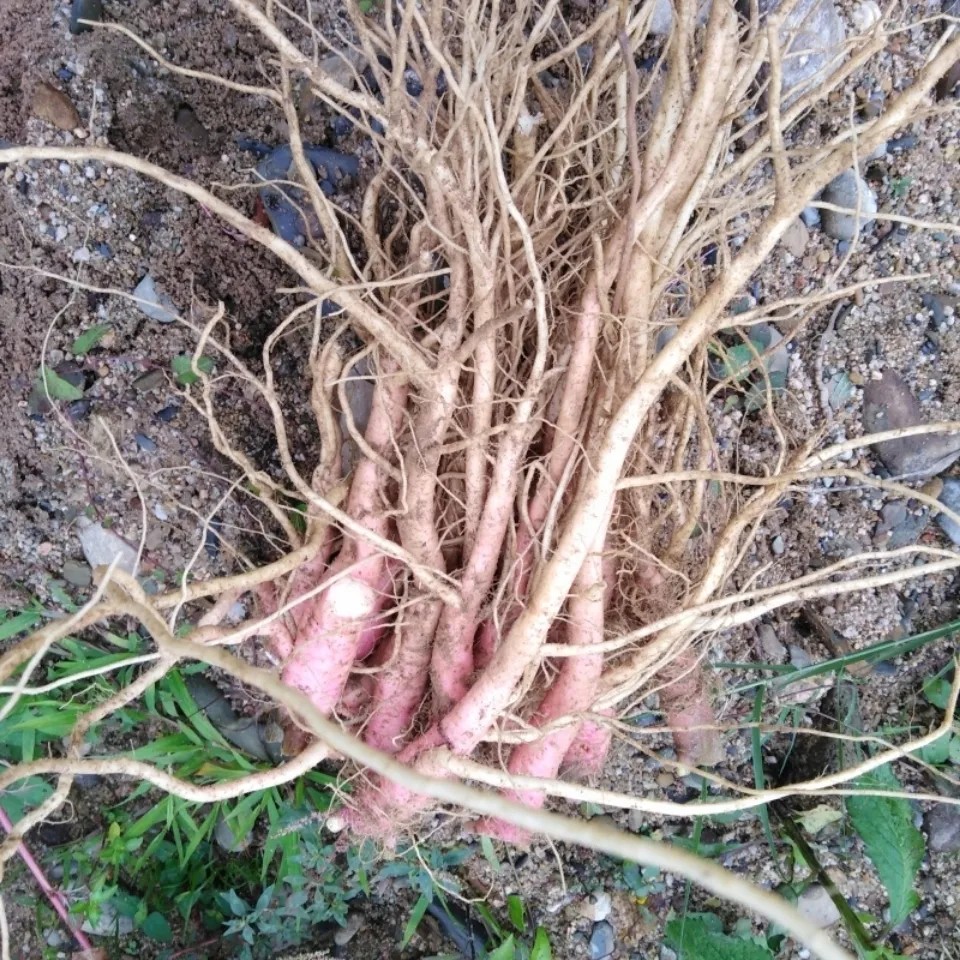 天然红梗刺苋菜根刺苋根野苋菜根野刺苋根纯根干货500g包邮-图1