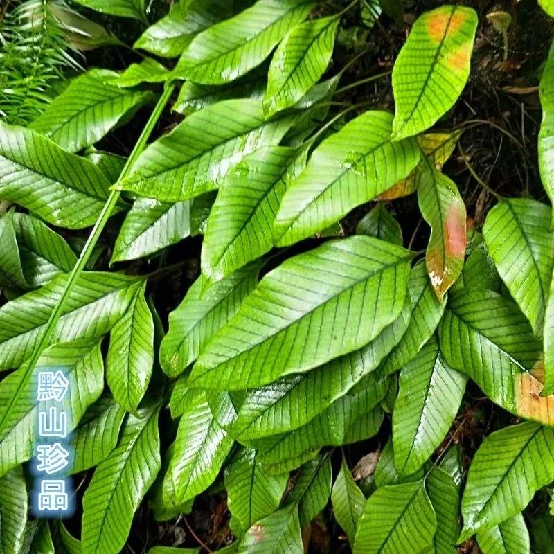 新鲜天然鲜活石韦 生金星草 金汤匙 刀口yao 石苇全草500g包邮