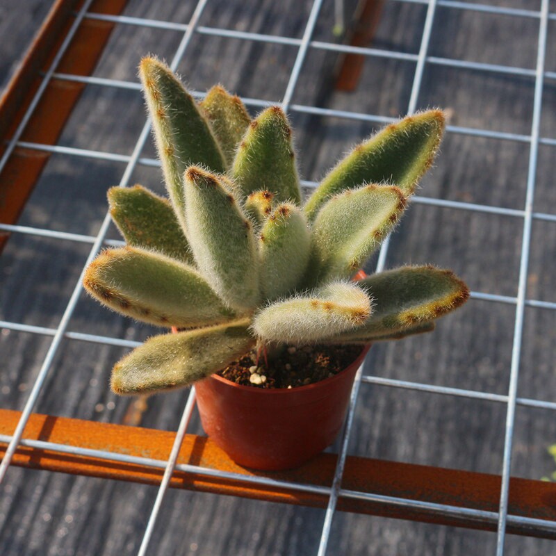 闪光黄金兔多肉植物稀有罕见品种室内阳台防辐射花卉绿植带盆栽好