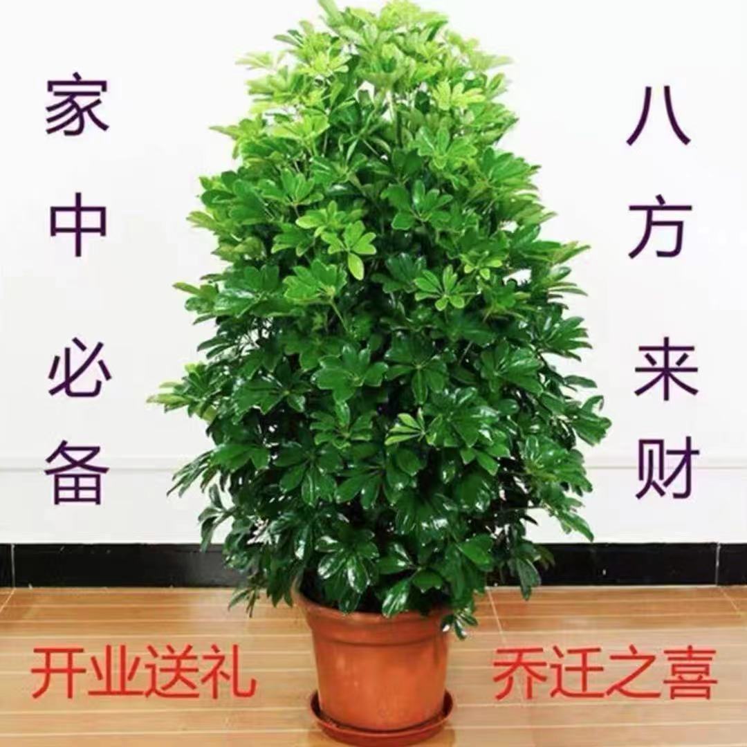 吸甲醛大型八方来财树鸭脚木盆栽室内阳台客厅庭院绿植花卉发财树 - 图0