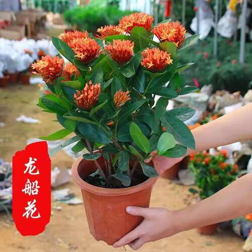 带花苞龙船花苗彩叶草盆栽绣球花庭院四季常青室内花卉好养绿植物 - 图1
