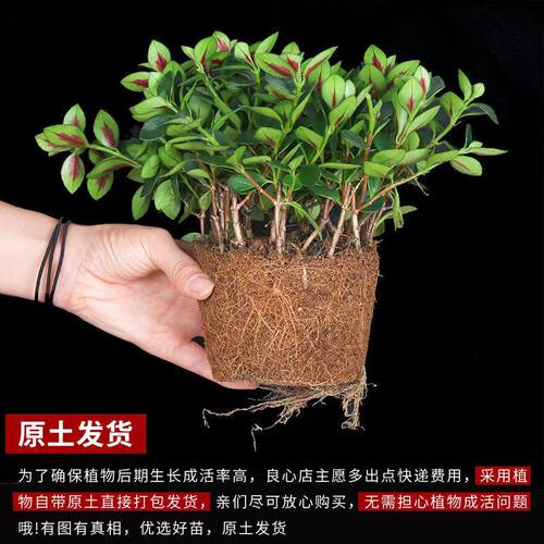 金鱼吊兰盆栽带花苞室内花卉植物阳台办公室好养四季常青聚财绿植 - 图1