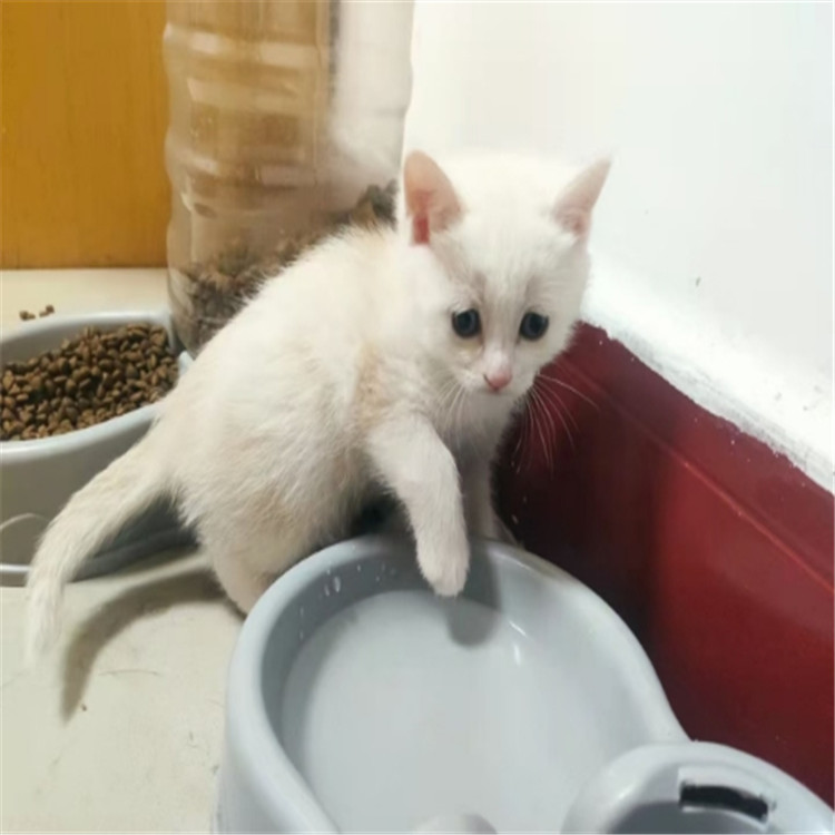 中华田园猫 幼猫橘猫狸猫纯白短毛蓝眼纯黑猫 家猫土猫幼崽送笼子 - 图3