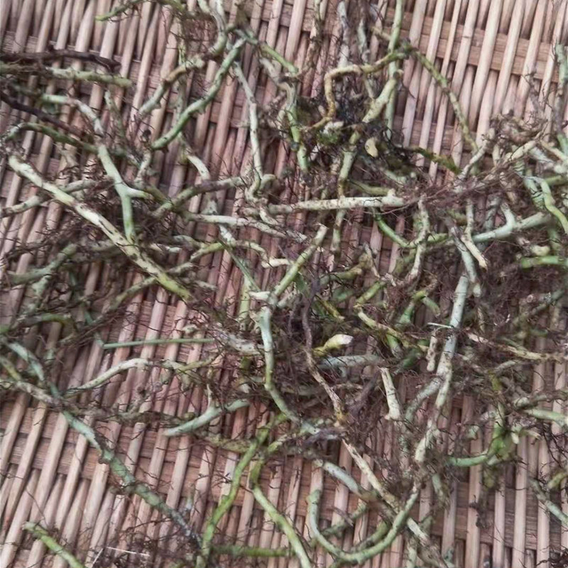 中药材生鲜七星草凤尾金星旋鸡尾根七星凤尾龙眼草整棵煮泡水500g