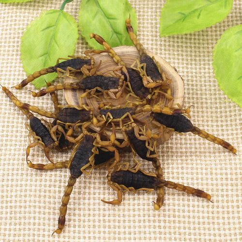 蝎子干清水全虫全蝎蝎子活体中药材药用食用泡酒10克包邮冷冻保存 - 图2
