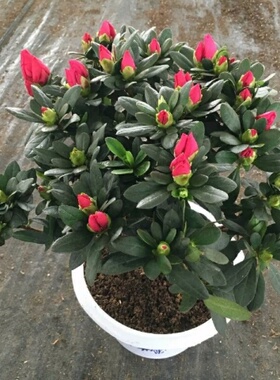 杜鹃花四季常青绿植室内盆栽