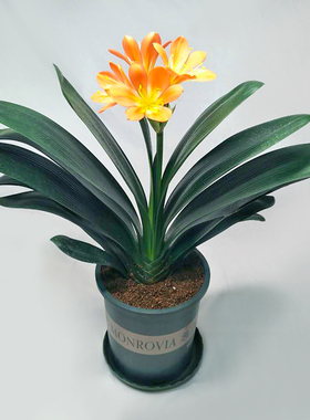 室内君子兰带花苞盆栽名贵绿植