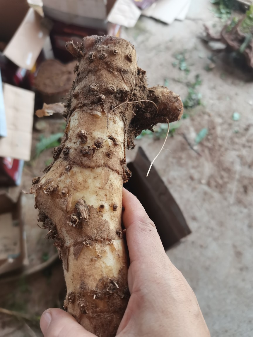 新鲜现挖闭鞘姜广商陆白石笋水蕉花樟柳头罗汉姜老妈妈拐杖500克 - 图1