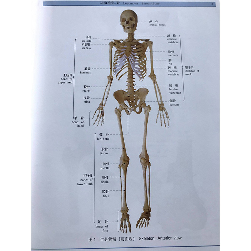 正版书籍人体解剖学标本彩色图谱第2版外科医学书西医解剖学外科医生用书实用人体系统解剖医学图谱钟世镇解剖图谱指导书籍_虎窝淘