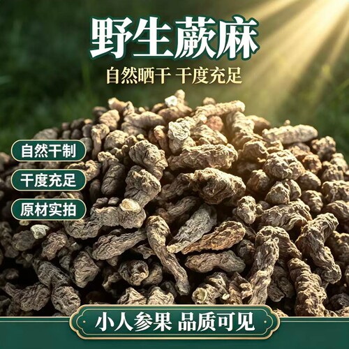 野生蕨麻小人参果甘肃高原特产自然干制根部实拍品质可见 - 图2