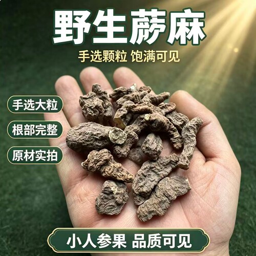 野生蕨麻小人参果甘肃高原特产自然干制根部实拍品质可见 - 图0