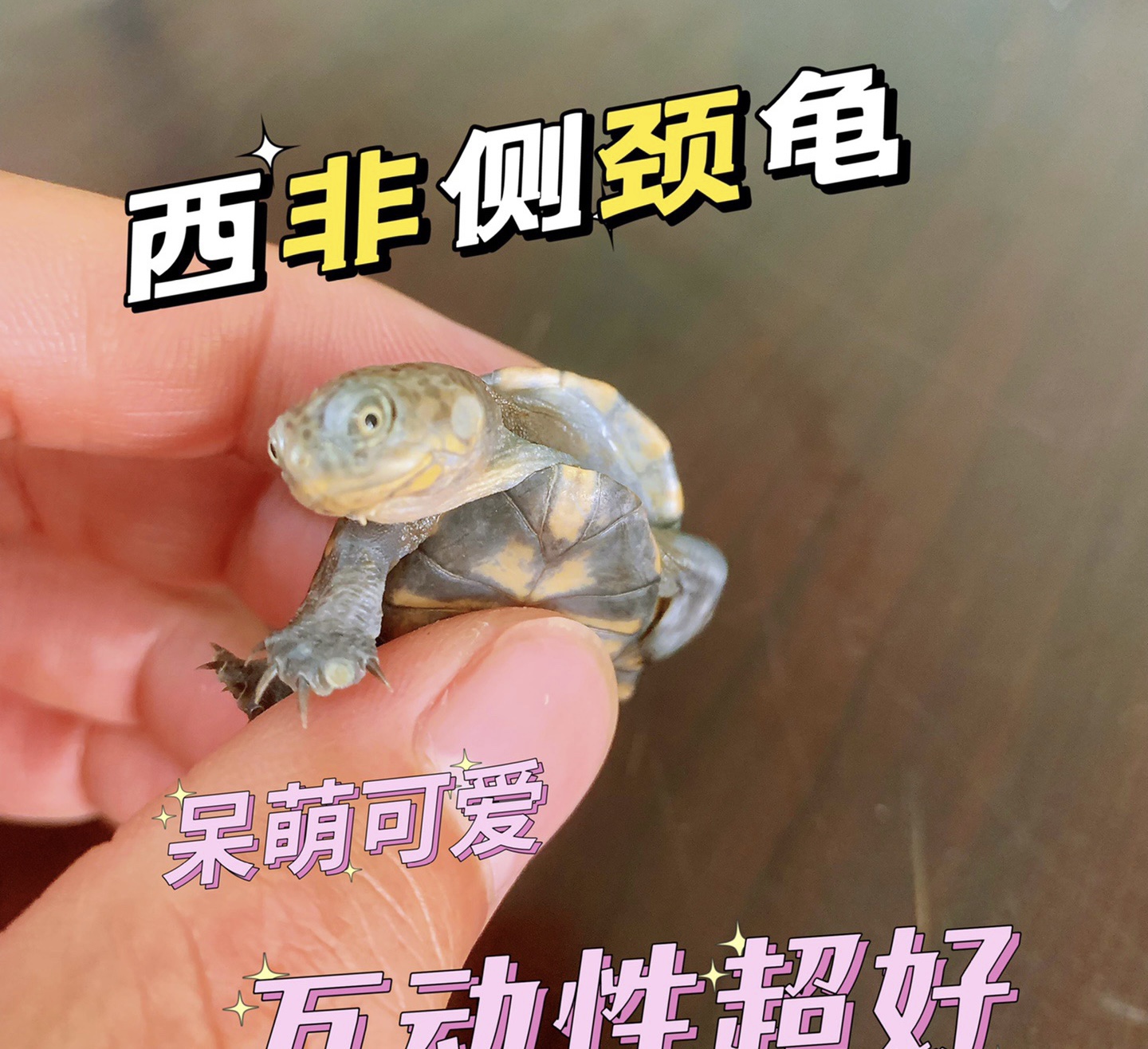 【网红微笑龟】西非猪龟苗活体西非侧颈龟活体沼泽龟苗活体宠物龟-图0