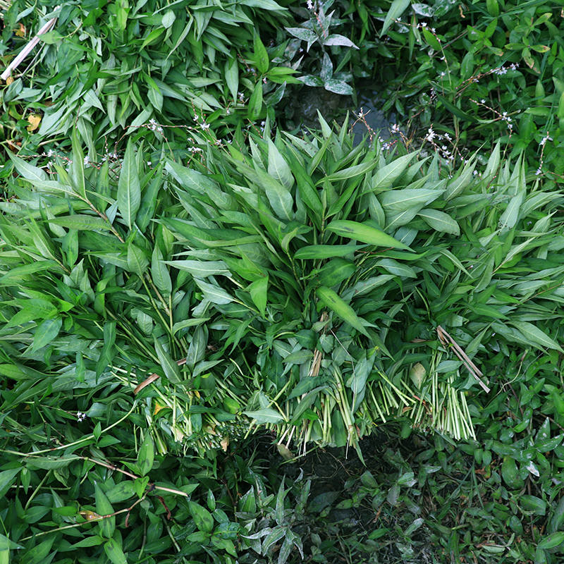 云南特产香料香蓼柳香柳菜辣蓼草调料菜煮鱼撒撇凉拌调料1斤 - 图1