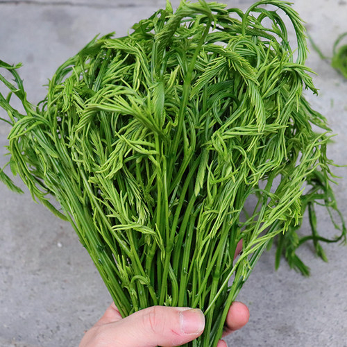 云南德宏新鲜蔬菜帕哈合金欢臭菜傣族绿叶宴帕哈250克 - 图2