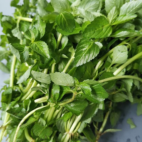 2斤包邮云南德宏野菜水薄荷特产傣味麻章那香草新鲜蔬菜水香菜 - 图2