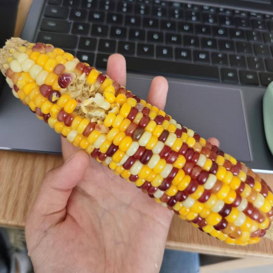 五彩甜糯玉米 - 图1