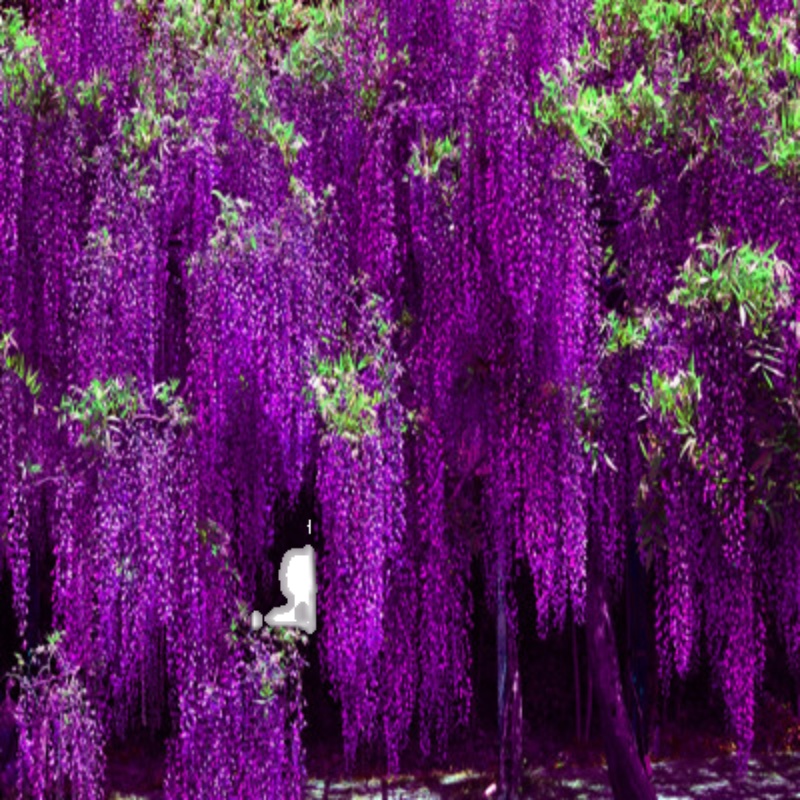 紫藤花树苗爬藤攀爬庭院围墙四季开花植物老桩盆栽花苗藤蔓紫藤萝-图1