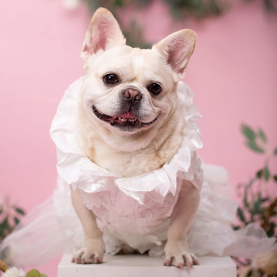 Dog Photoshoot Wedding Clothes Wedding Dress