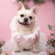 Dog Photoshoot Wedding Clothes Wedding Dress