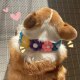 Pet Dog Neck Ornament Rainbow Flower Cute Collar Corgi Shiba Inu Japanese Internet Celebrity Dog Photo Ornament