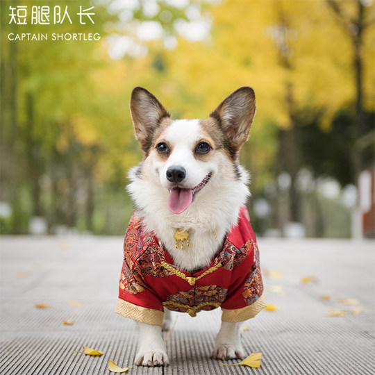 Dog festive Tang suit pet New Year clothes Corgi
