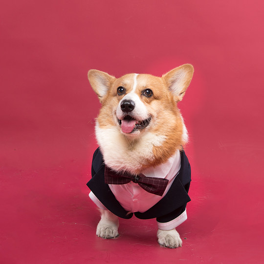 Dog Wedding Suit Dress Suit Photoshoot