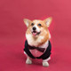Dog Wedding Suit Dress Suit Photoshoot