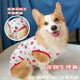 Corgi menstrual pants, a good helper for dogs during pregnancy