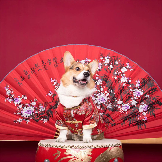 Dog festive Tang suit pet New Year clothes Corgi