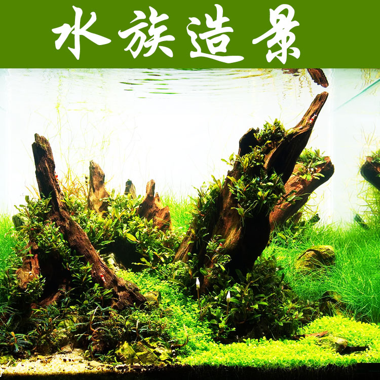 鱼缸装饰沉木套餐龙鱼缸超白大型海草鱼缸造景-图0