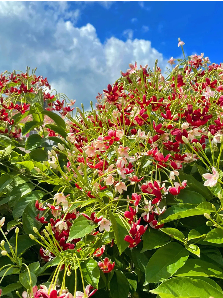 使君子花苗爬藤植物重瓣藤类攀爬花卉室外庭院阳台围墙水君子花苗 - 图3