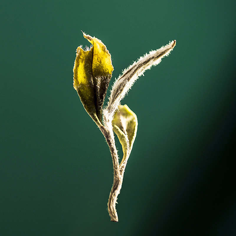 馥益堂福鼎白茶2021花香牡丹王明前特级散茶礼盒装茶叶500g收藏装-图1