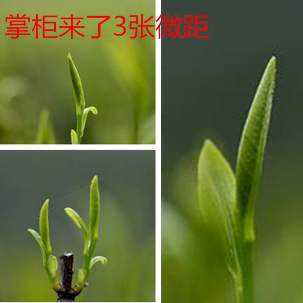 绿杨春 2023年新茶 明前捺山绿阳扬春茶叶   绿茶 礼盒250g