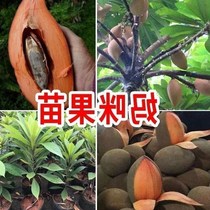 Mommy Potted Seedlings All Season Evergreen Taiwan New Pint Numb Tree Rare High-end South Courtyard Ground Mother Mikot Fry