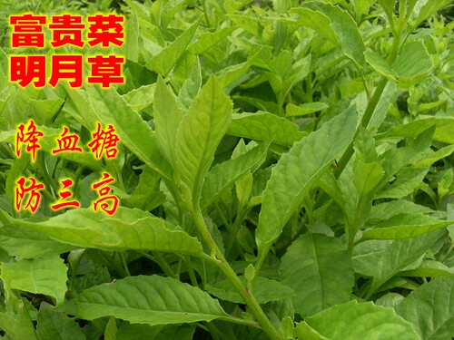 明月草富贵菜神仙菜平卧菊三七金鸡毛菜红茎益寿草长寿菜带根苗子 - 图2