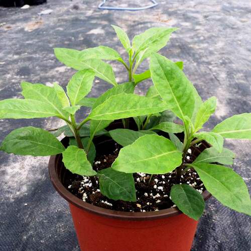 明月草富贵菜神仙菜平卧菊三七金鸡毛菜红茎益寿草长寿菜带根苗子 - 图1