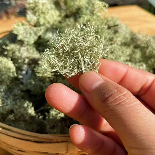 野生树花云南特产临沧山珍山货树毛胡子菌类干货特色凉拌下饭野菜 - 图1