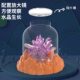 Planting crystal science experiment set handmade