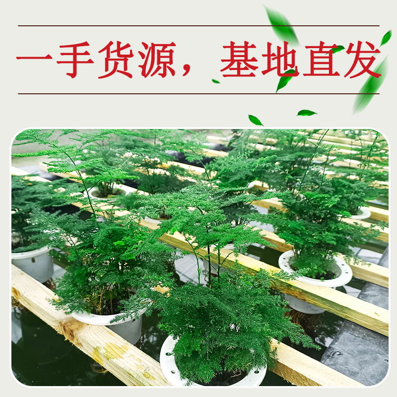 文竹水培盆栽四季常青小盆景绿植物室内专用办公室内桌面净化空气 - 图2