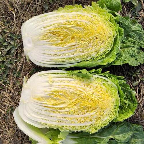 大白菜秧苗菜苗蔬菜苗白菜秧苗穴盘苗带土球秋季白菜幼苗当季菜苗 - 图2
