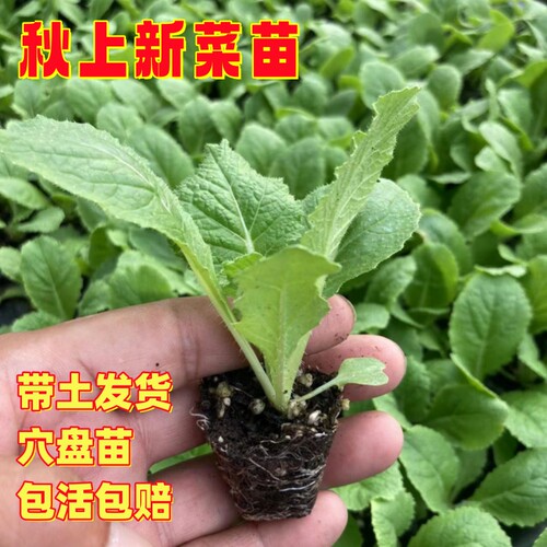 大白菜秧苗菜苗蔬菜苗白菜秧苗穴盘苗带土球秋季白菜幼苗当季菜苗 - 图1