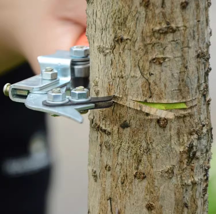 蜜柚枣树苹荔枝树果树环割刀苹果梨树可调节大小树可果树环剥器-图1