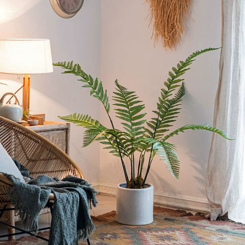 Зеленое растение озеленение декоративное крупно