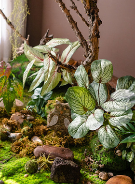掬涵仿真花纹竹芋叶把束带根植物